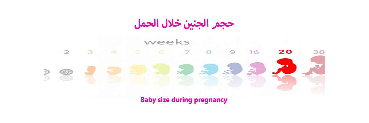 حجم الجنين خلال الحمل